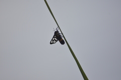 Amata sperbius