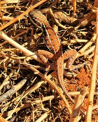 Ctenophorus isolepis