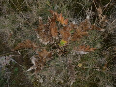 Carlina acanthifolia acanthifolia