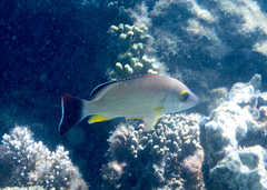 Lutjanus fulvus