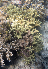 Porites cylindrica