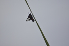 Amata sperbius