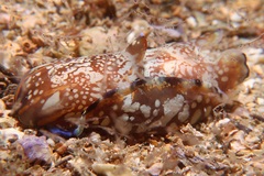 Philinopsis speciosa