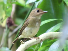 Cyornis brunneatus