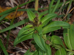 Gentiana cruciata cruciata