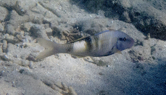 Parupeneus multifasciatus