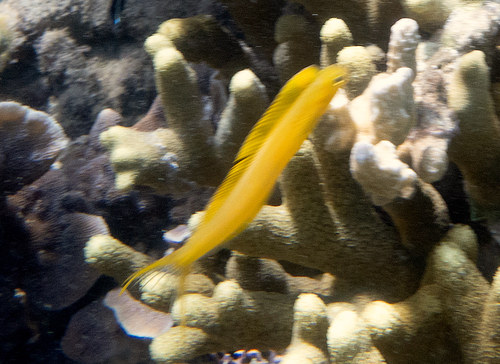 Yellow fangblenny (Plagiotremus flavus) — Blenniidae — 4