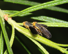 Hyalopeza schneiderae