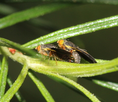 Hyalopeza schneiderae