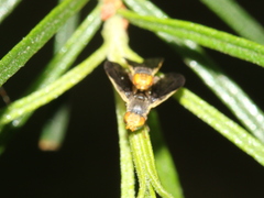 Hyalopeza schneiderae