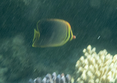 Chaetodon baronessa