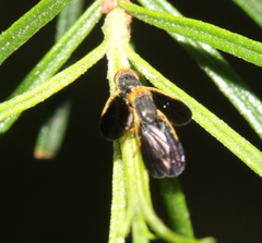 Hyalopeza schneiderae