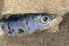 Trachurus novaezelandiae