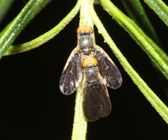 Hyalopeza schneiderae