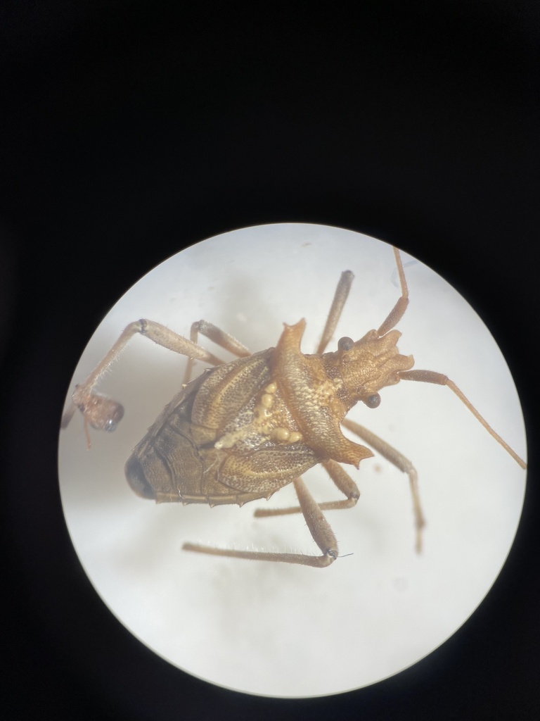 Boocoris