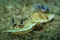 Aphelodoris varia