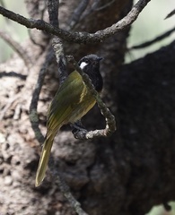 Nesoptilotis leucotis