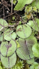 Corybas rivularis