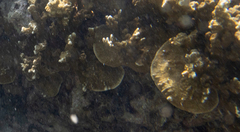 Porites rus