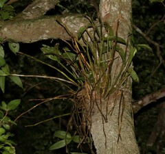 Dendrobium gracilicaule