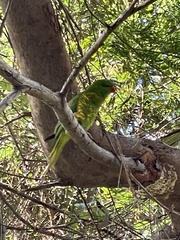 Trichoglossus chlorolepidotus
