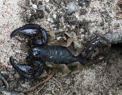Urodacus manicatus