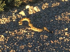 Crotalus molossus molossus