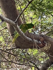Trichoglossus chlorolepidotus