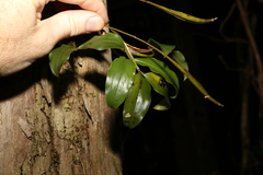 Dendrobium tetragonum