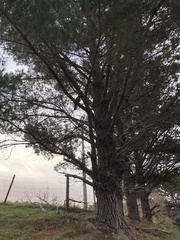 Falco novaeseelandiae