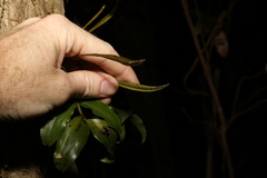 Dendrobium tetragonum