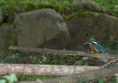 Alcedo atthis