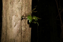 Dendrobium tetragonum
