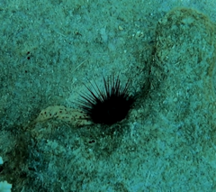 Euechinoidea