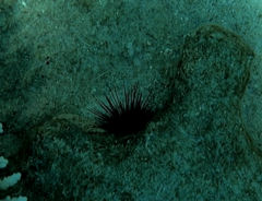 Euechinoidea
