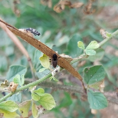 Elasmolomus squalidus
