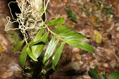 Plectorrhiza tridentata