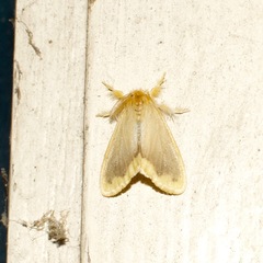 Euproctis fimbriata