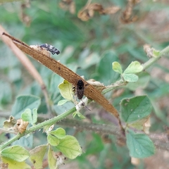 Elasmolomus squalidus