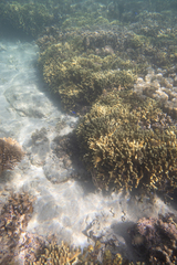 Porites cylindrica