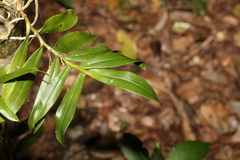 Plectorrhiza tridentata
