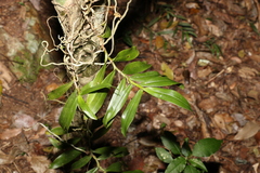 Plectorrhiza tridentata