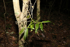 Plectorrhiza tridentata