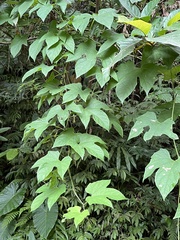 Momordica cochinchinensis