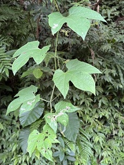 Momordica cochinchinensis