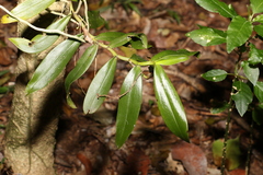 Plectorrhiza tridentata