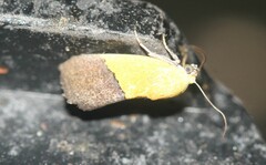 Ponometia semiflava