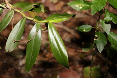 Plectorrhiza tridentata