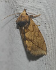 Basilodes pepita