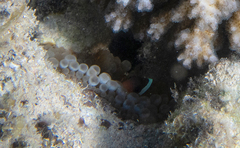 Entacmaea quadricolor